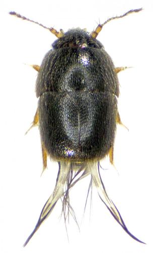 Acrotrichis sp.